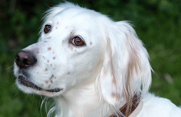 cane, setter inglese