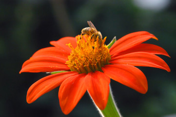 Brilliant Orange Daisy
