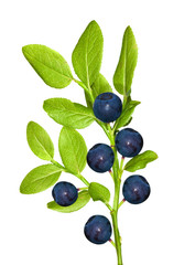 blueberry branch with six berries