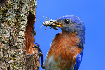 Eastern Bluebird