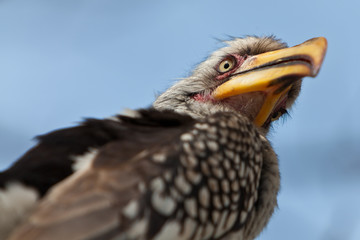 Obraz premium Hornbill bird in South Africa seen from below