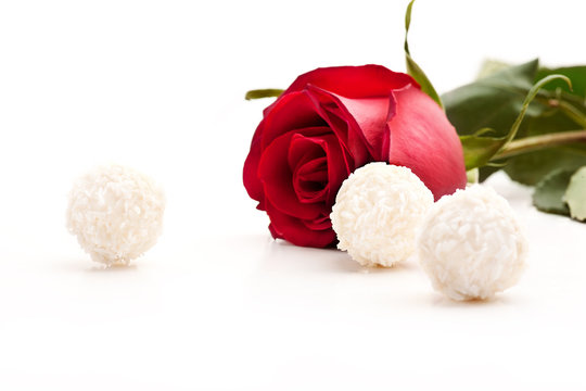 flower rose and sweet