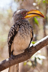 Hornbill bird in south aAfrica sitting in a tree