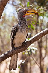 Hornbill bird in south aAfrica sitting in a tree