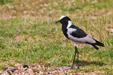 Pied plover bird on the grass