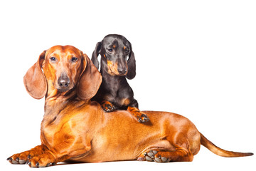 Dachshund Dogs posing on isolated white background