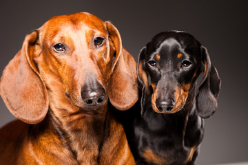 Red and black Dachshund Dogs posing on gray