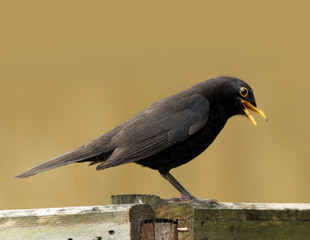 Blackbird