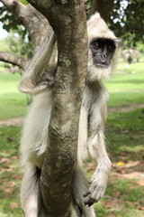 Asian monkey