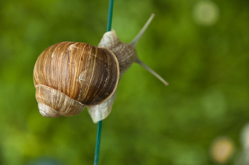 Kraftakt einer Schnecke