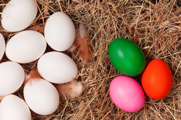 Eggs in nest