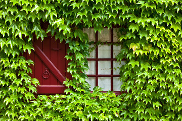 Ivy covered painted  window and shutter