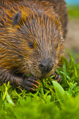 Wild Beaver