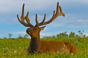 Male elk with large antlers