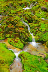 Green moss with water stream