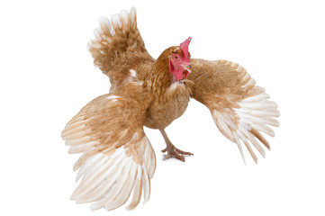 Chicken with wings stretched on a white background.