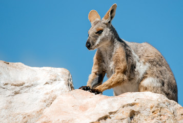 yellow footed rock wallaby