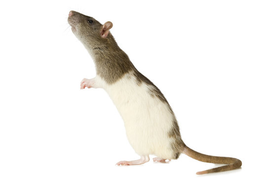 Courious rat on a white background.