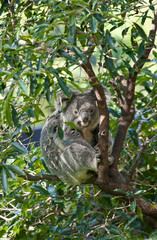 koala australien dans un arbre
