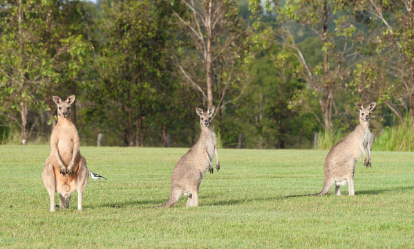 eastern grey kangaroos