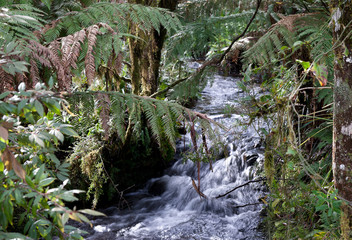 rain forest stream