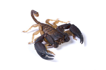 Australian rainforest scorpion on a white background. © andrewburgess
