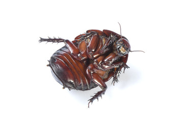 Australian giant burrowing cockroach on a white background.