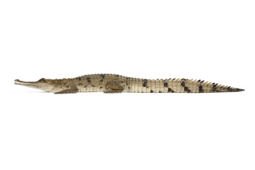 Australian Fresh Water Crocodile on a white background.