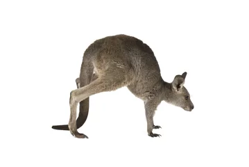 Foto auf Acrylglas Känguru Eastern Grey Joey Kangaroo, das auf einem weißen Hintergrund hofft.