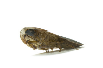 Common cockroach stretching on a white background.