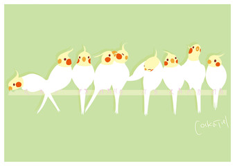 仲良しオカメインコ