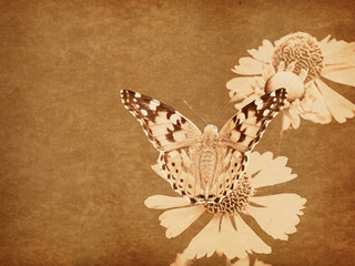 Fototapeta na wymiar Grunge butterfly background