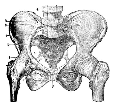 Representing the joints of the pelvic bones, vintage engraving.
