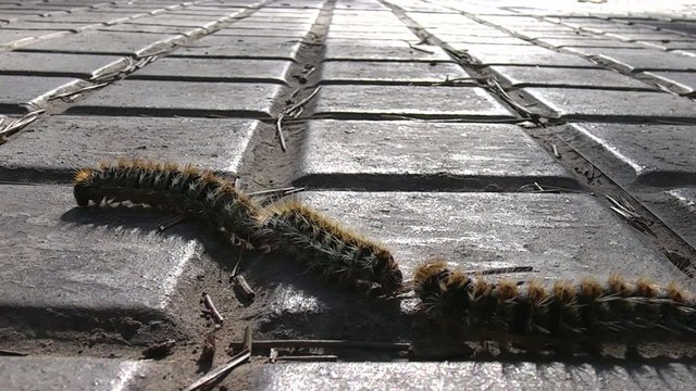 Oruga procesionaria del pino