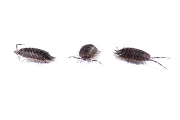 Woodlouse, Oniscus asellus, on white background