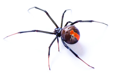 Redback spider, Latrodectus hasselti, on white background