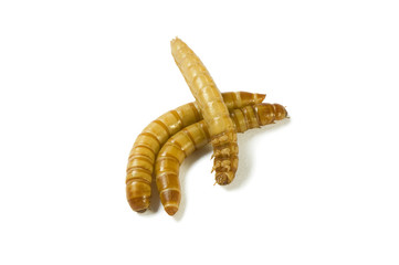 Mealworms, Tenebrio Molitor, darkling beetle larvae on white.