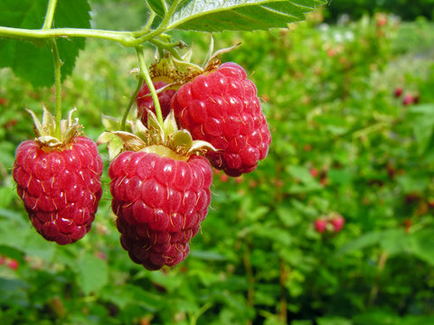 ripe raspberry