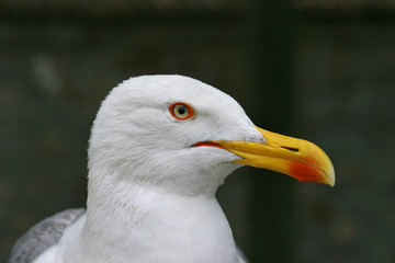 Gabbiano reale