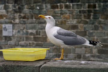 Gabbiano ammaestrato