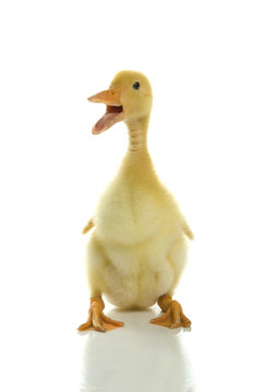 Adorable fluffy duckly quacking on a white background.