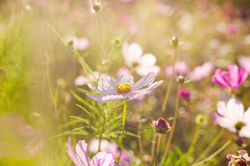 pink cosmos flowers