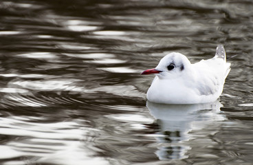 Red billed gull
