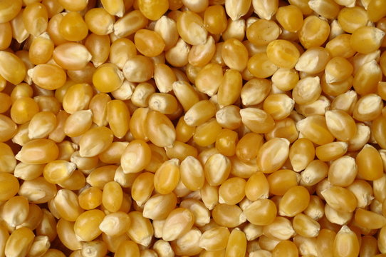 Corn kernel for background or texture