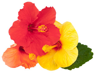 hibiscus