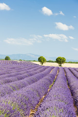 Obraz na płótnie Canvas Lawendowe pole, Plateau de Valensole, Provence, Francja