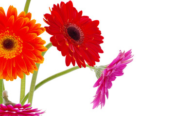 colorful gerberas