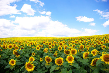 sunflower field