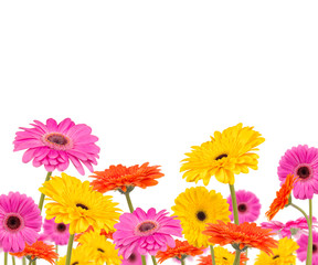 Obraz na płótnie Canvas Kolorowe kwiaty gerber na białym tle