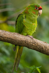 Colorful Parrot Sleeping